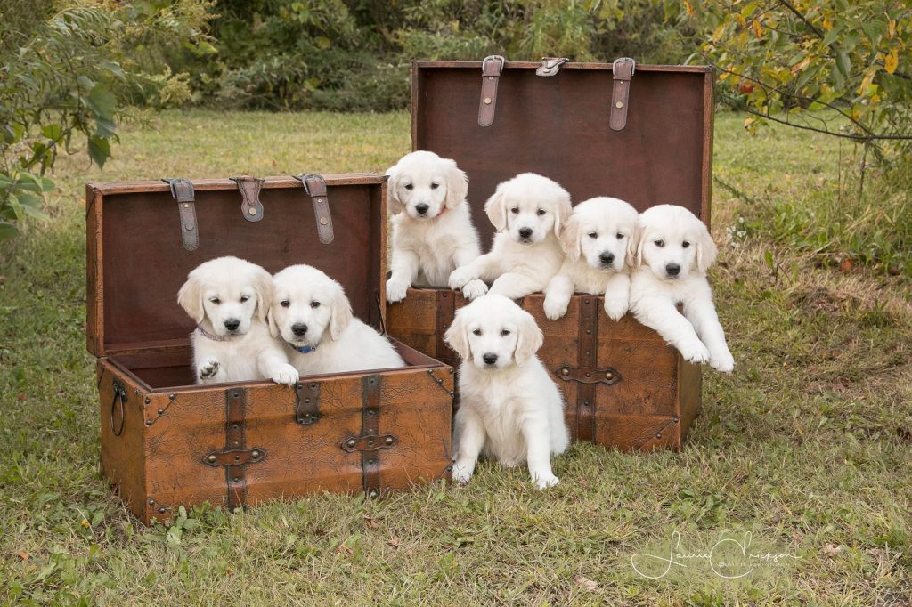 Pups in Chests