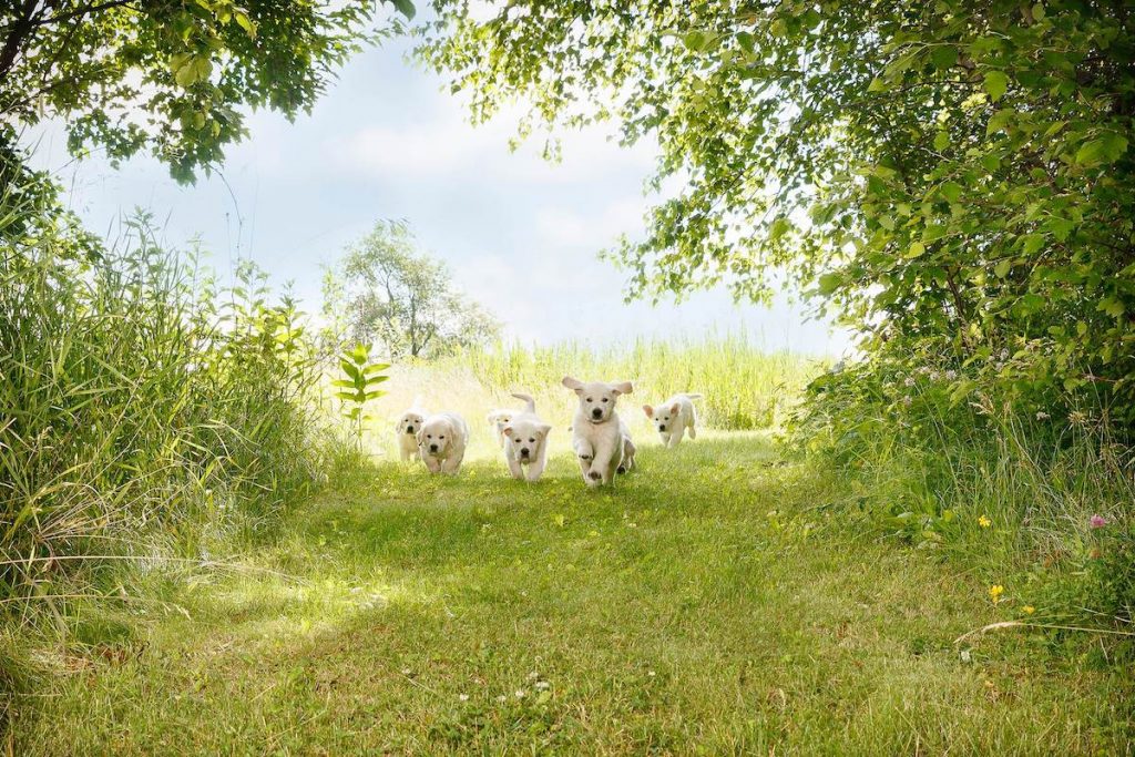 Dogs running in a field